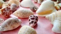 Sea Ã¢â¬â¹Ã¢â¬â¹animal shells like as maolluca and other, this is anature concept